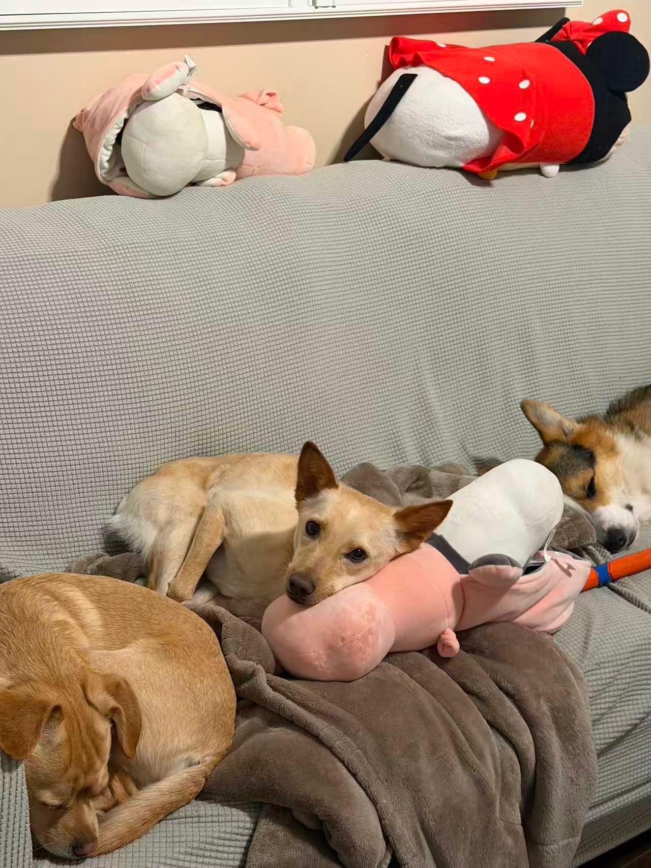 Enlarge Phoebe, a ADOPTABLE Mixed Breed in Markham, ON image 3/4