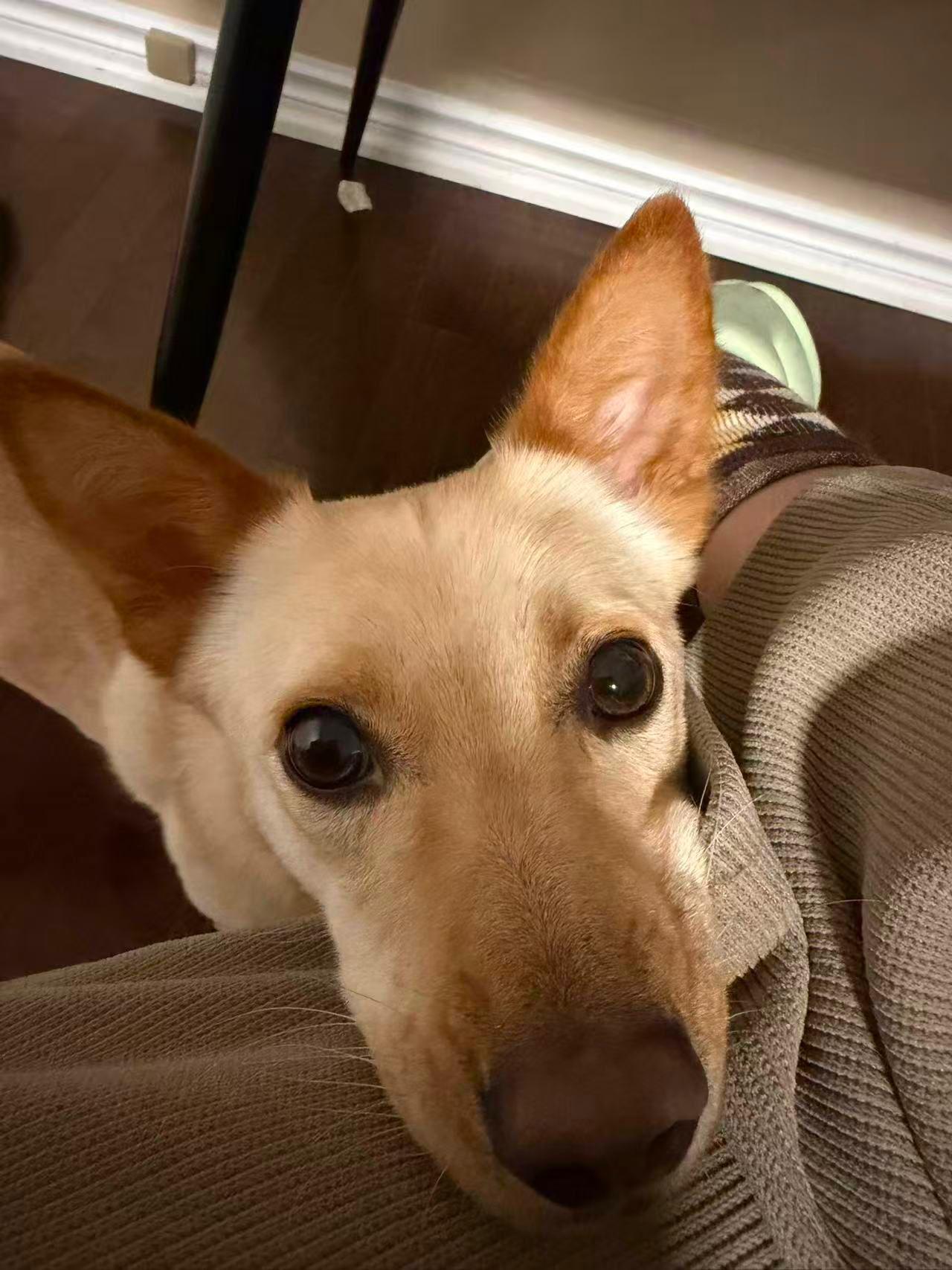 Enlarge Phoebe, a ADOPTABLE Mixed Breed in Markham, ON image 1/4