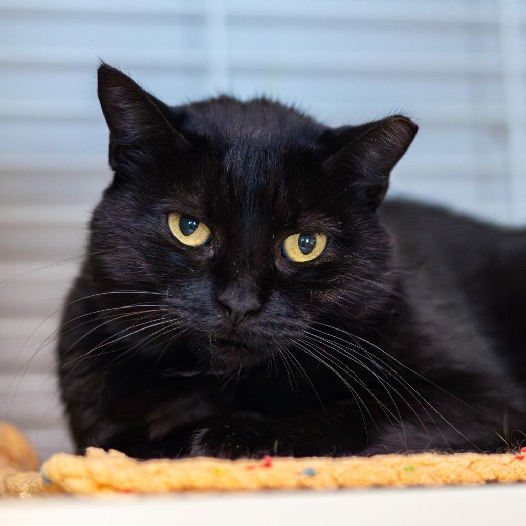 Enlarge Sissy (Bonded with Brother), a Adoptable Domestic Short Hair in Newark, DE image 2/6