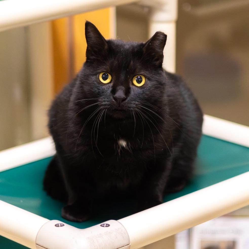 Enlarge Sissy (Bonded with Brother), a Adoptable Domestic Short Hair in Newark, DE image 3/6
