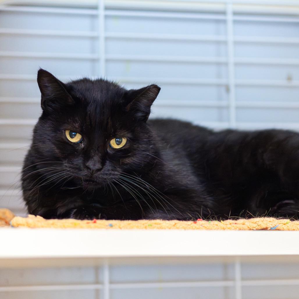 Enlarge Sissy (Bonded with Brother), a Adoptable Domestic Short Hair in Newark, DE image 4/6