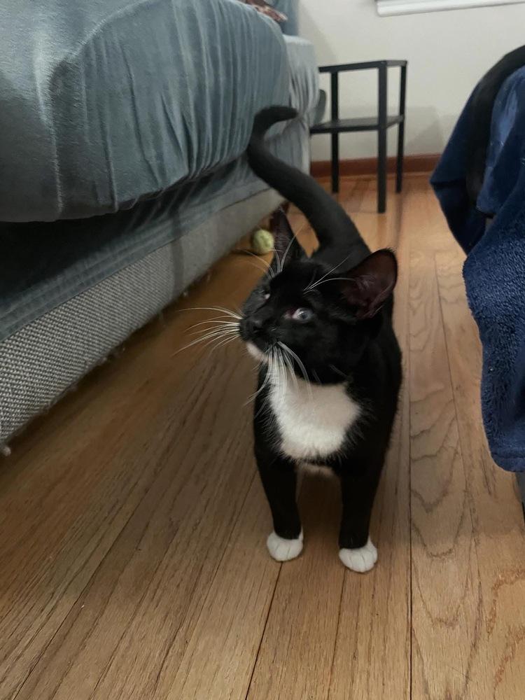 Enlarge Bootsie Mae, a Adoptable Domestic Short Hair in Omaha, NE image 1/3