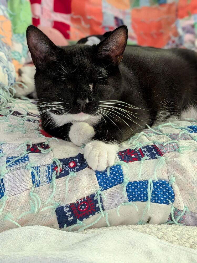 Enlarge Bootsie Mae, a Adoptable Domestic Short Hair in Omaha, NE image 2/3