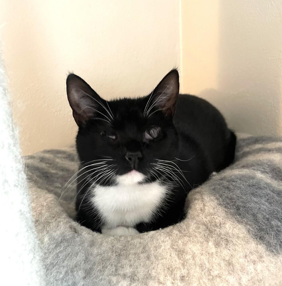 Enlarge Bootsie Mae, a Adoptable Domestic Short Hair in Omaha, NE image 3/3