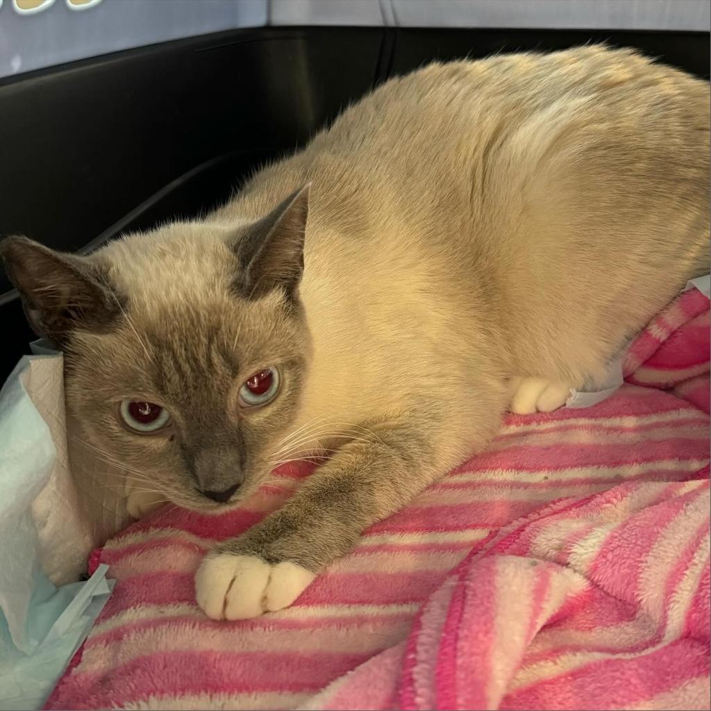 Enlarge Bo Peep, a Adoptable Siamese image 2/3