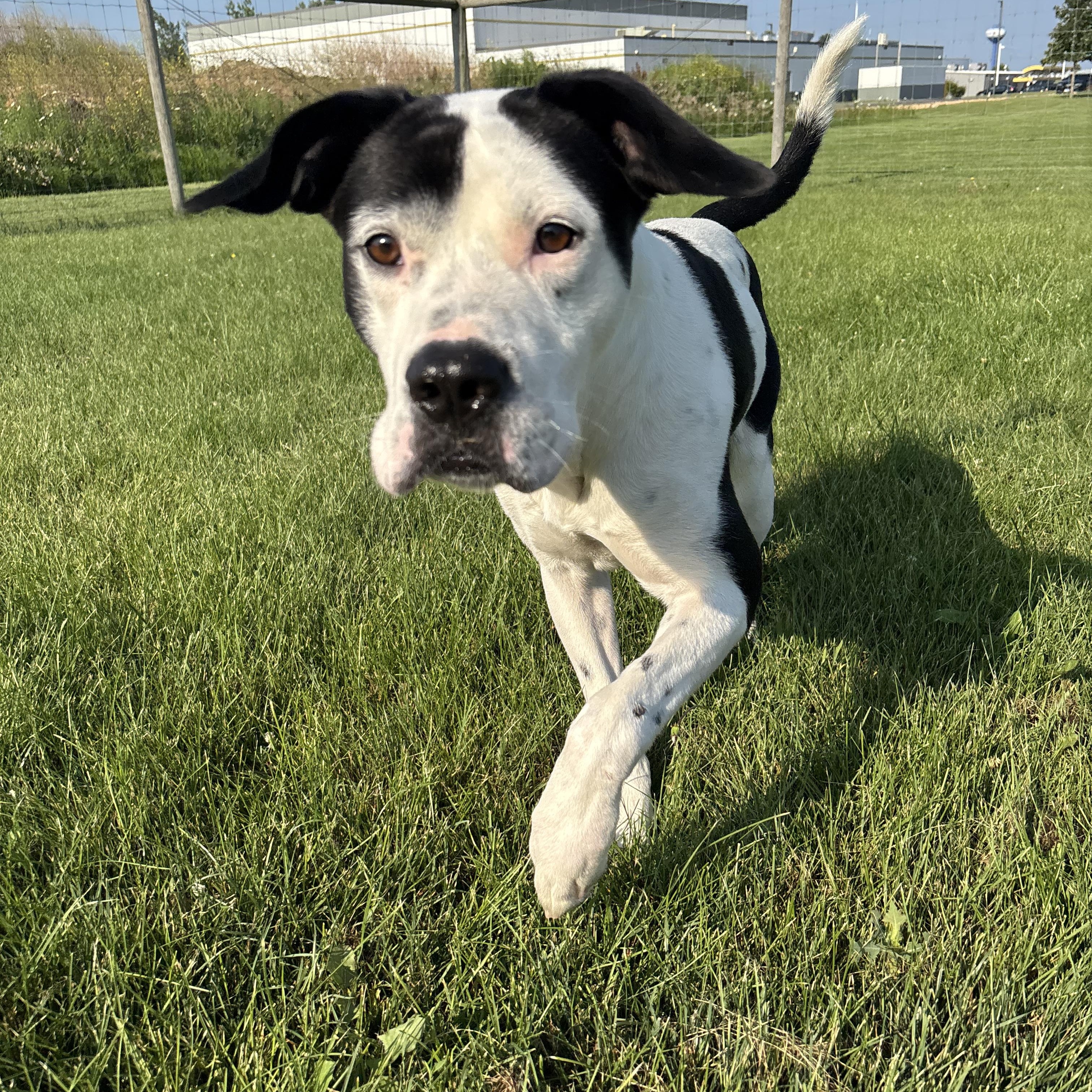 Moo, ADOPTABLE, Young Male Pointer & Mixed Breed.