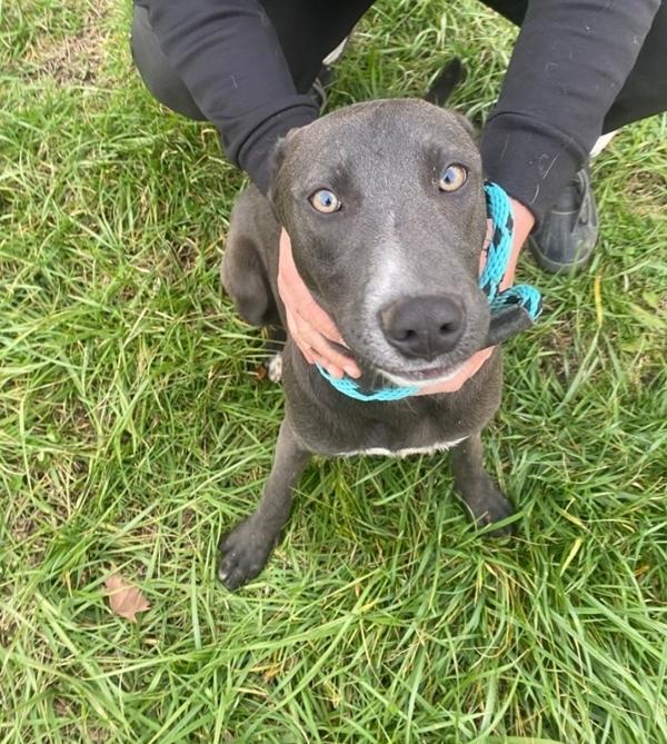 Crystal Springs, Adoptable, Young Female Labrador Retriever.