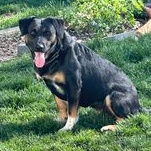 Maggie, Adoptable, Adult Female Rottweiler.