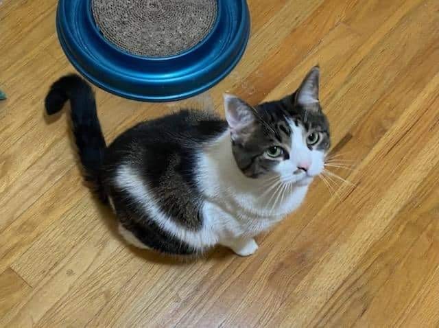 Feisty , a Adoptable Tuxedo in Erie, PA image 1/6