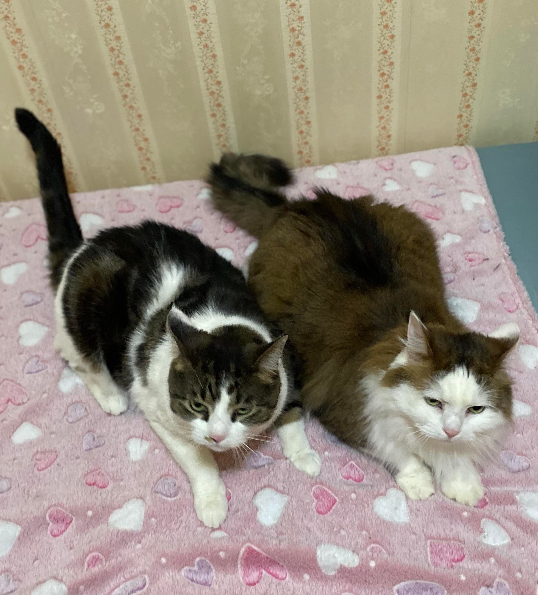 Feisty , a Adoptable Tuxedo in Erie, PA image 2/6