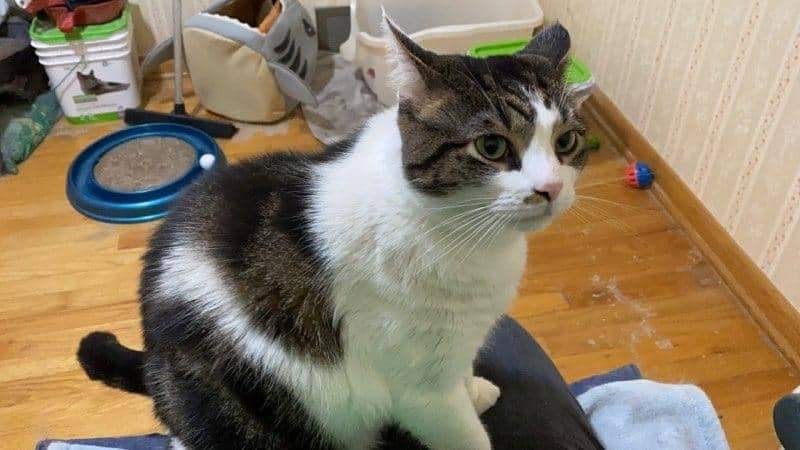 Feisty , a Adoptable Tuxedo in Erie, PA image 3/6