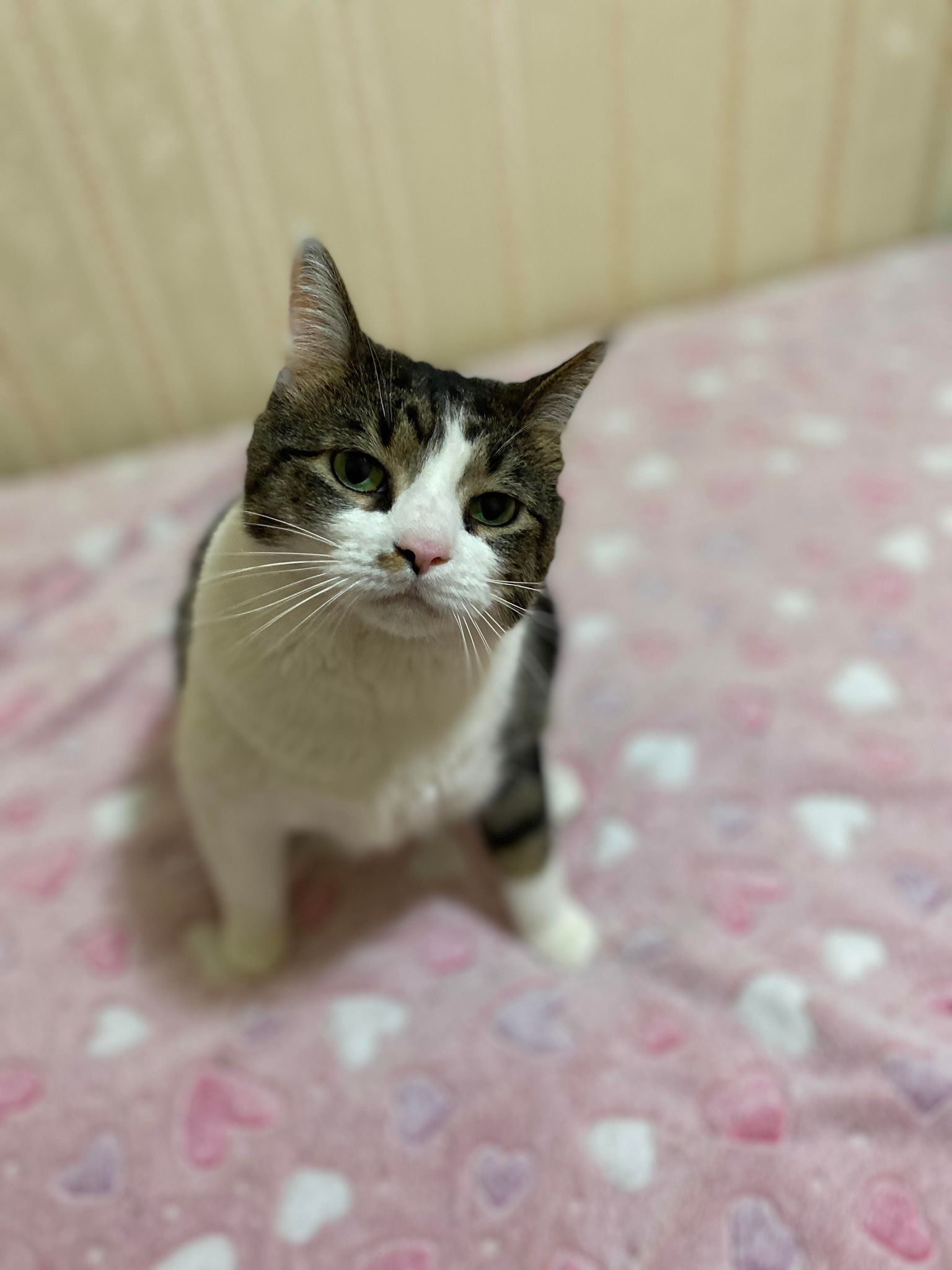 Feisty , a Adoptable Tuxedo in Erie, PA image 4/6