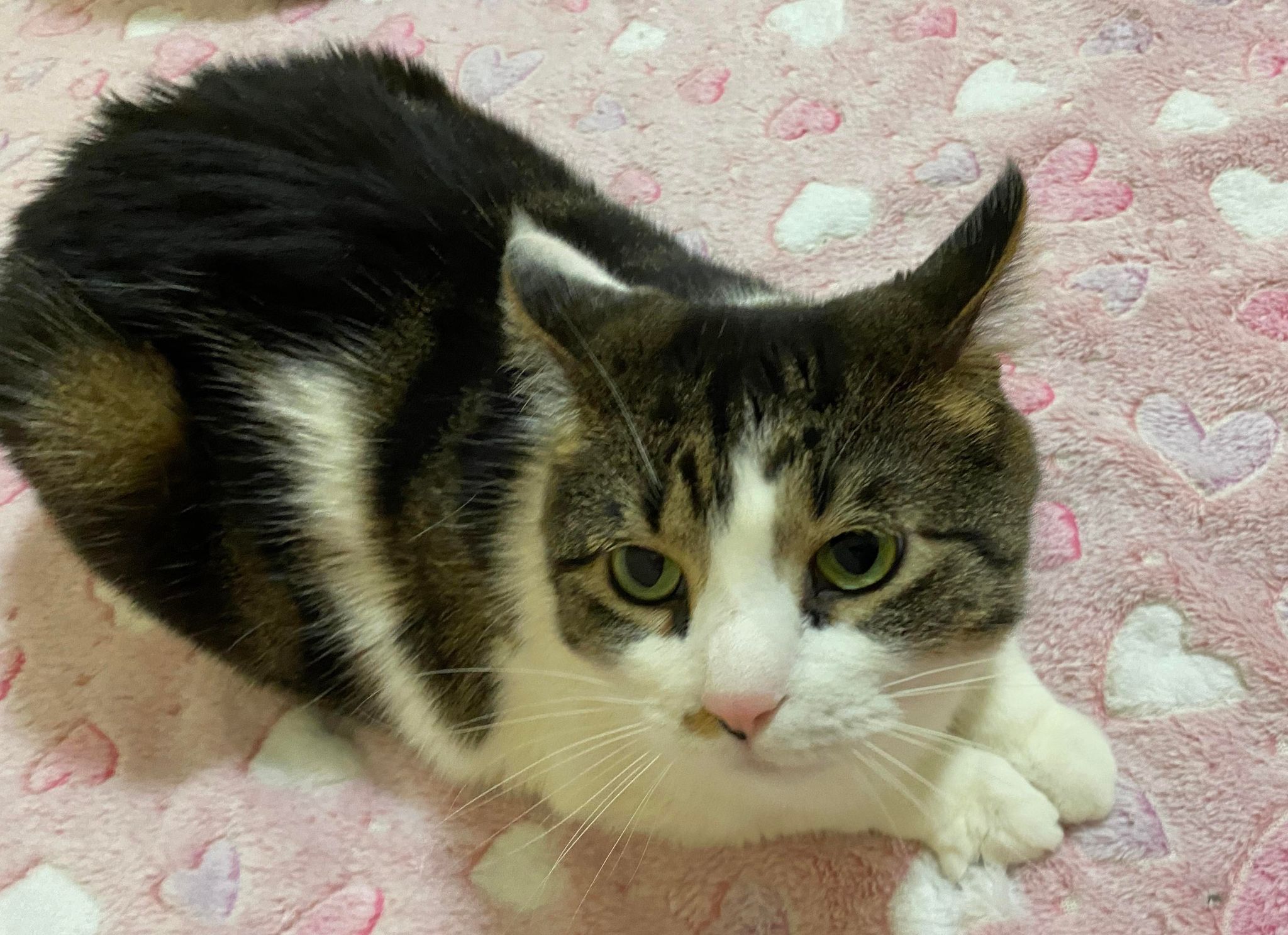 Feisty , a Adoptable Tuxedo in Erie, PA image 5/6