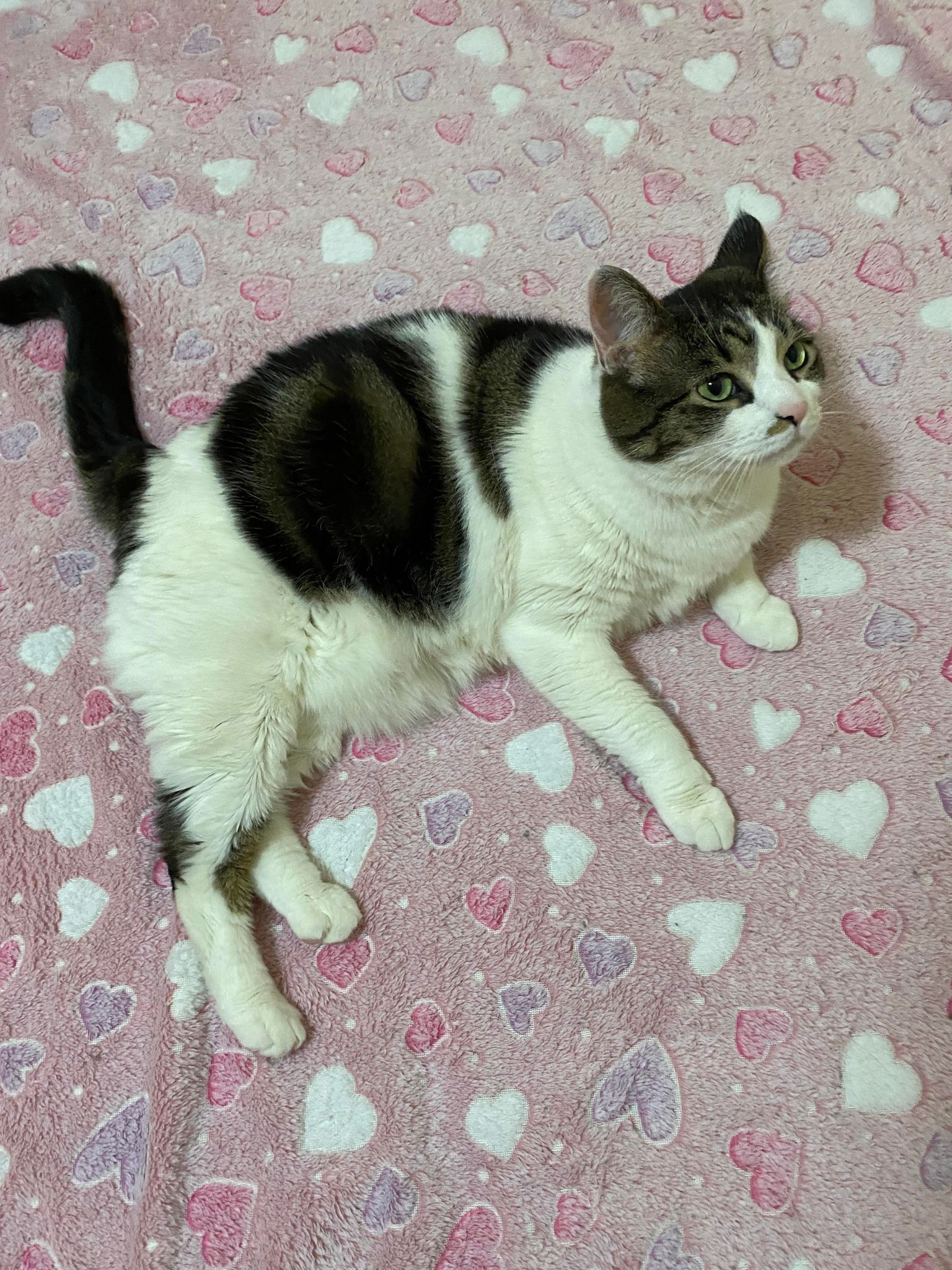 Feisty , a Adoptable Tuxedo in Erie, PA image 6/6