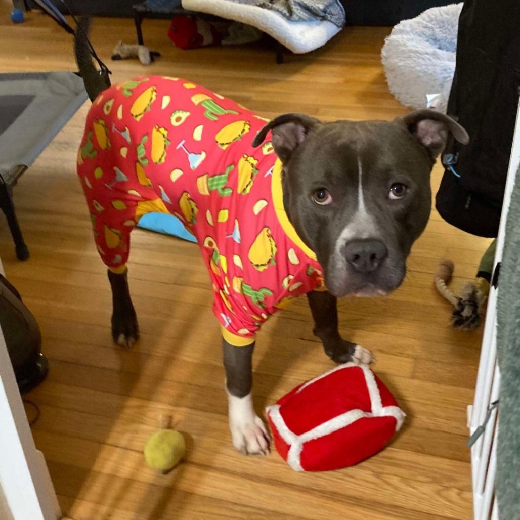 Juni B. Bones (fka Junious), Adoptable, Adult Male Pit Bull Terrier.