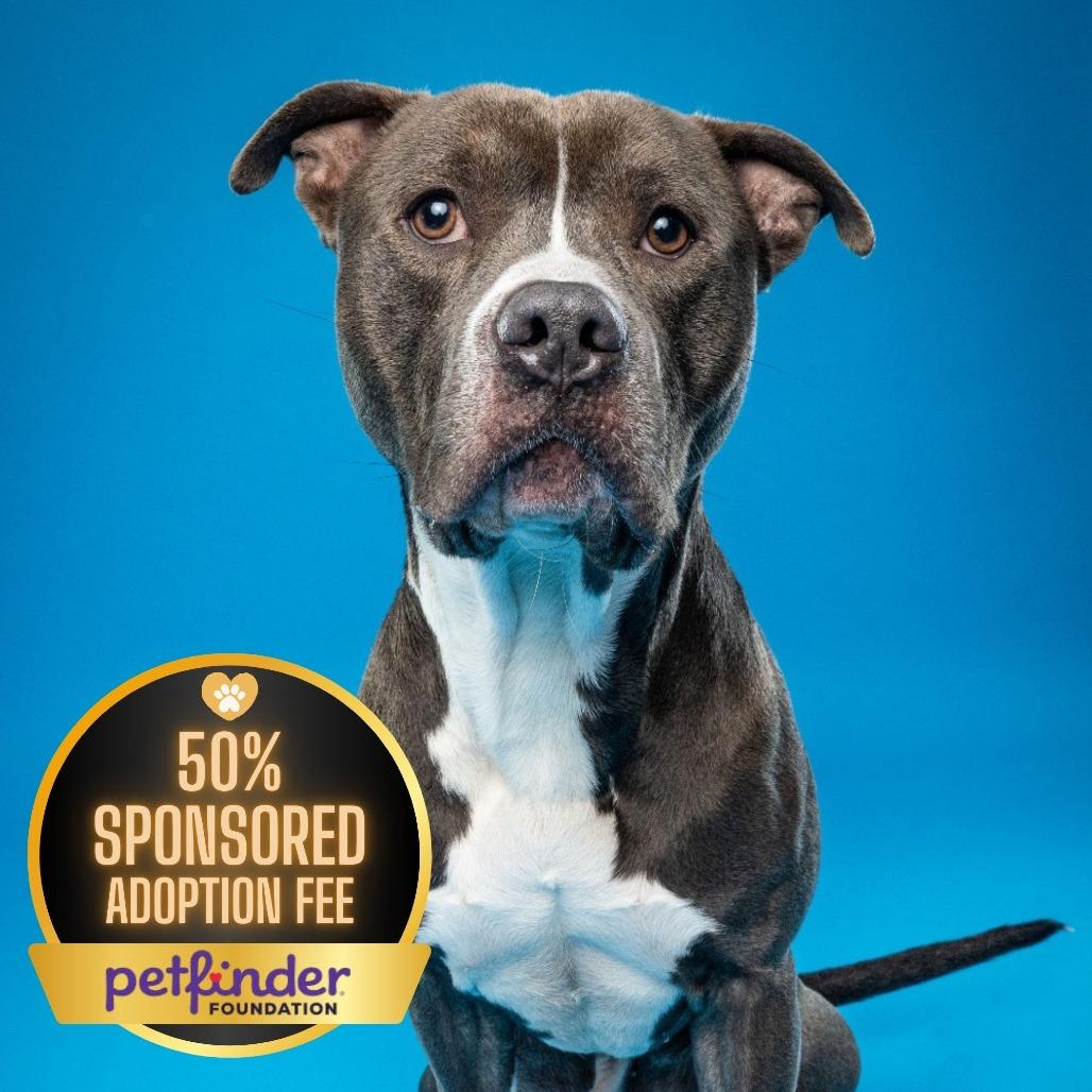 Enlarge Juni B. Bones (fka Junious), a Adoptable Pit Bull Terrier in Fairfax, VA image 2/6