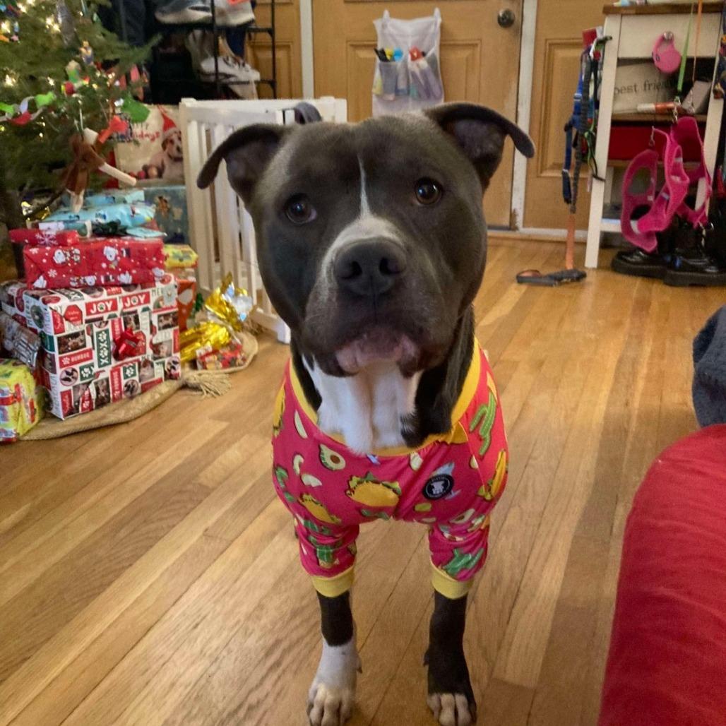 Juni B. Bones (fka Junious), a Adoptable Pit Bull Terrier in Fairfax, VA image 3/6