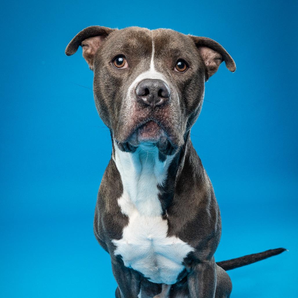 Juni B. Bones (fka Junious), a Adoptable Pit Bull Terrier in Fairfax, VA image 4/6