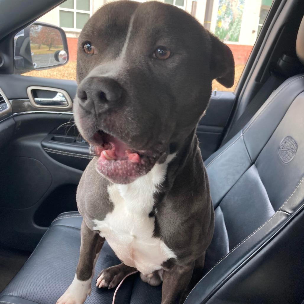 Juni B. Bones (fka Junious), a Adoptable Pit Bull Terrier in Fairfax, VA image 6/6