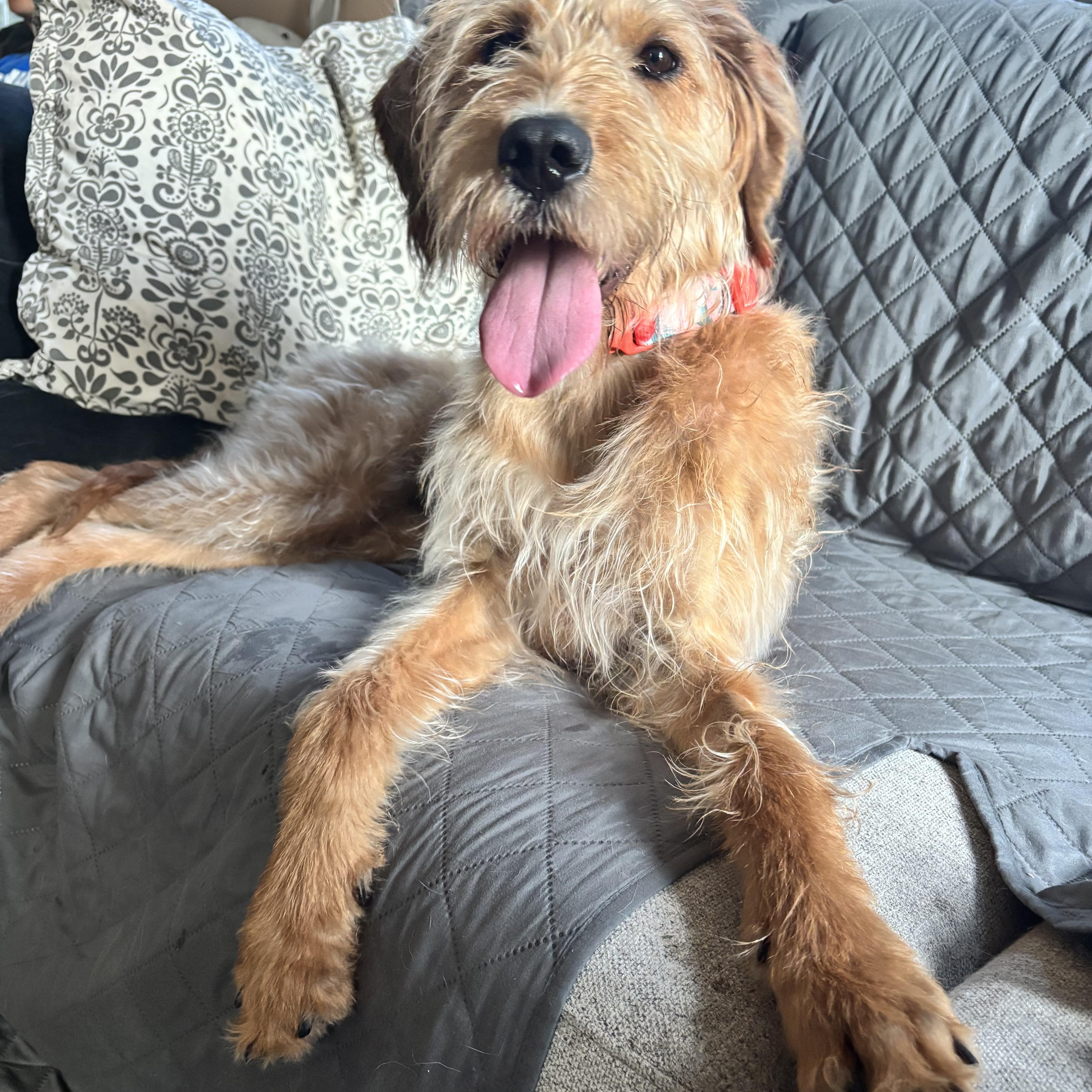 Molly, an adoptable Goldendoodle, Great Dane in Monroe Township, NJ, 08831 | Photo Image 1