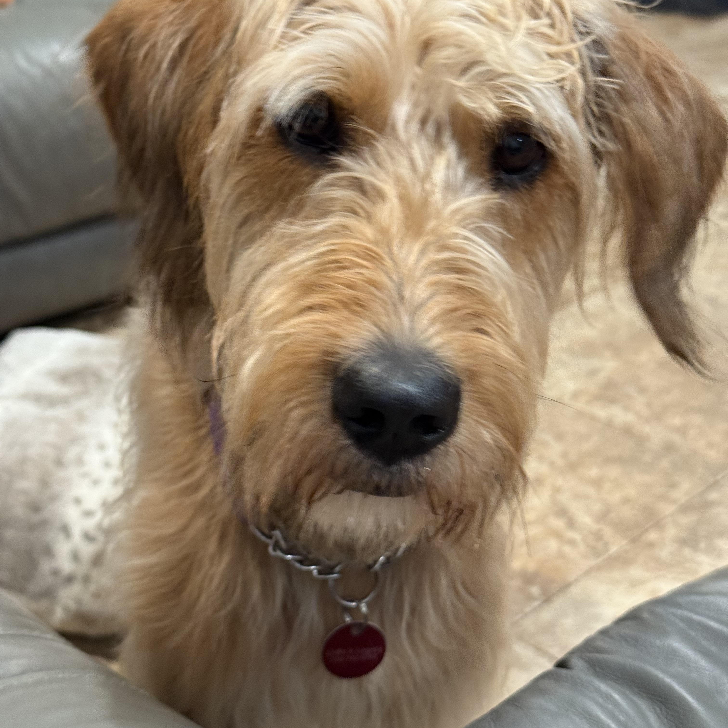 Molly, an adoptable Goldendoodle, Great Dane in Monroe Township, NJ, 08831 | Photo Image 2