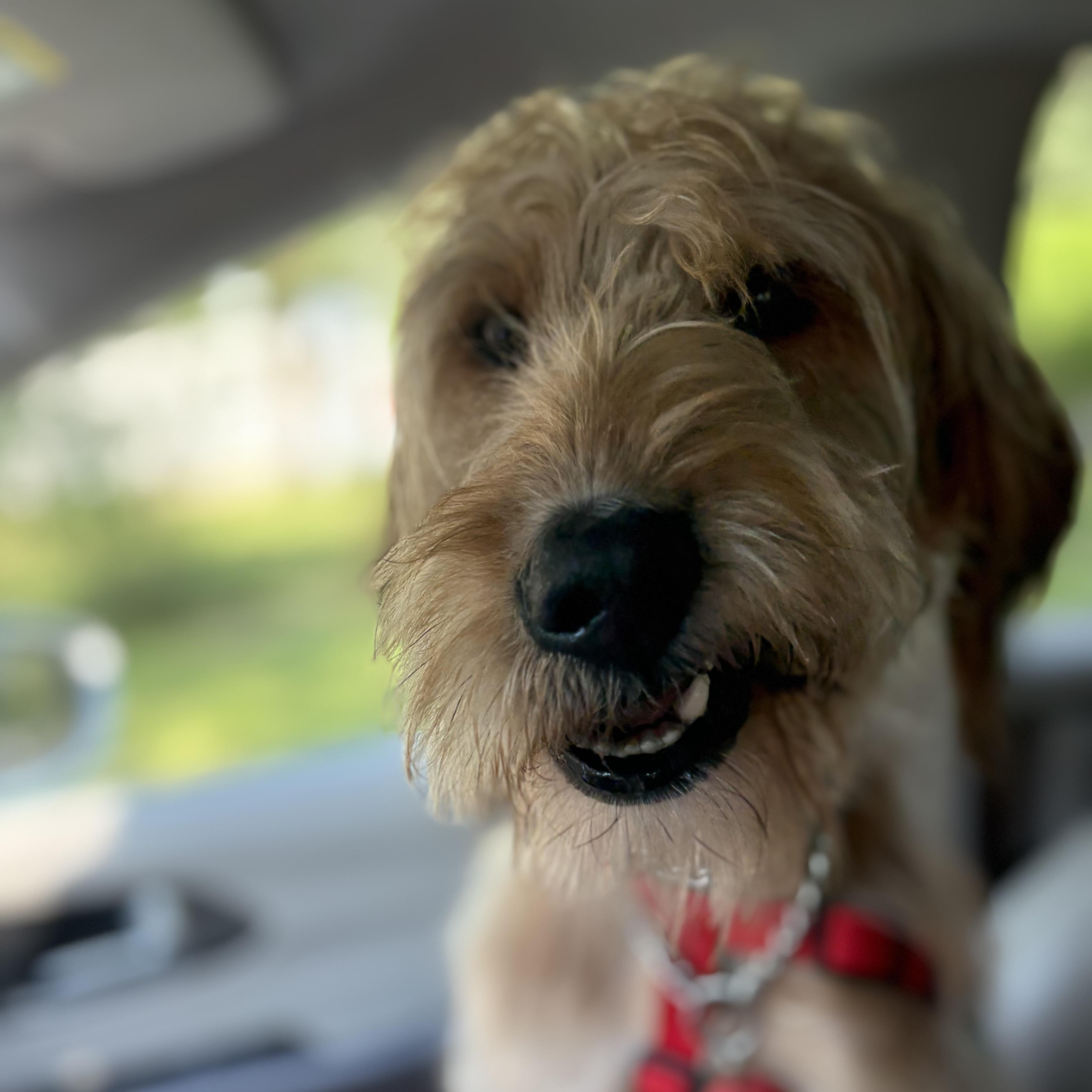 Molly, an adoptable Goldendoodle, Great Dane in Monroe Township, NJ, 08831 | Photo Image 3