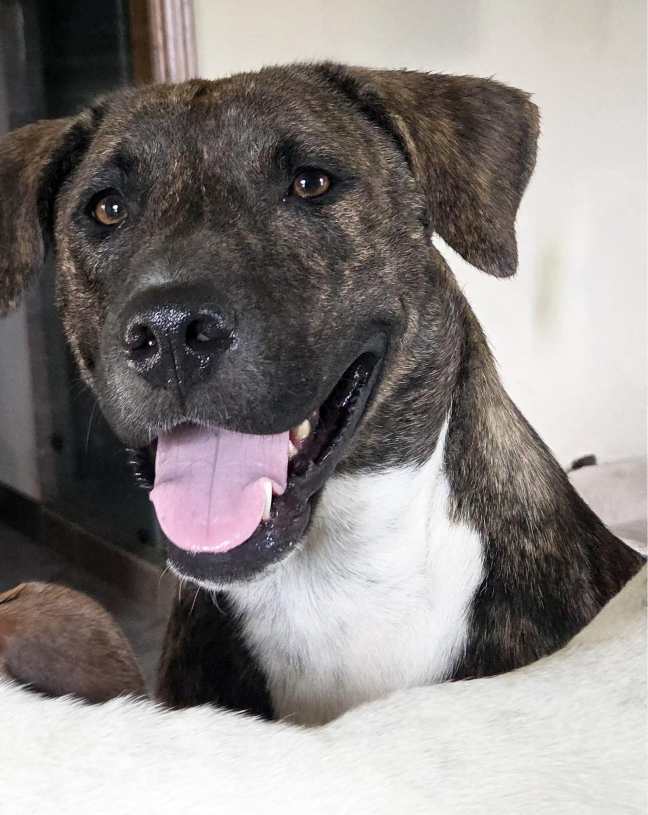 Star, Adoptable, Adult Female Mountain Cur & Labrador Retriever.
