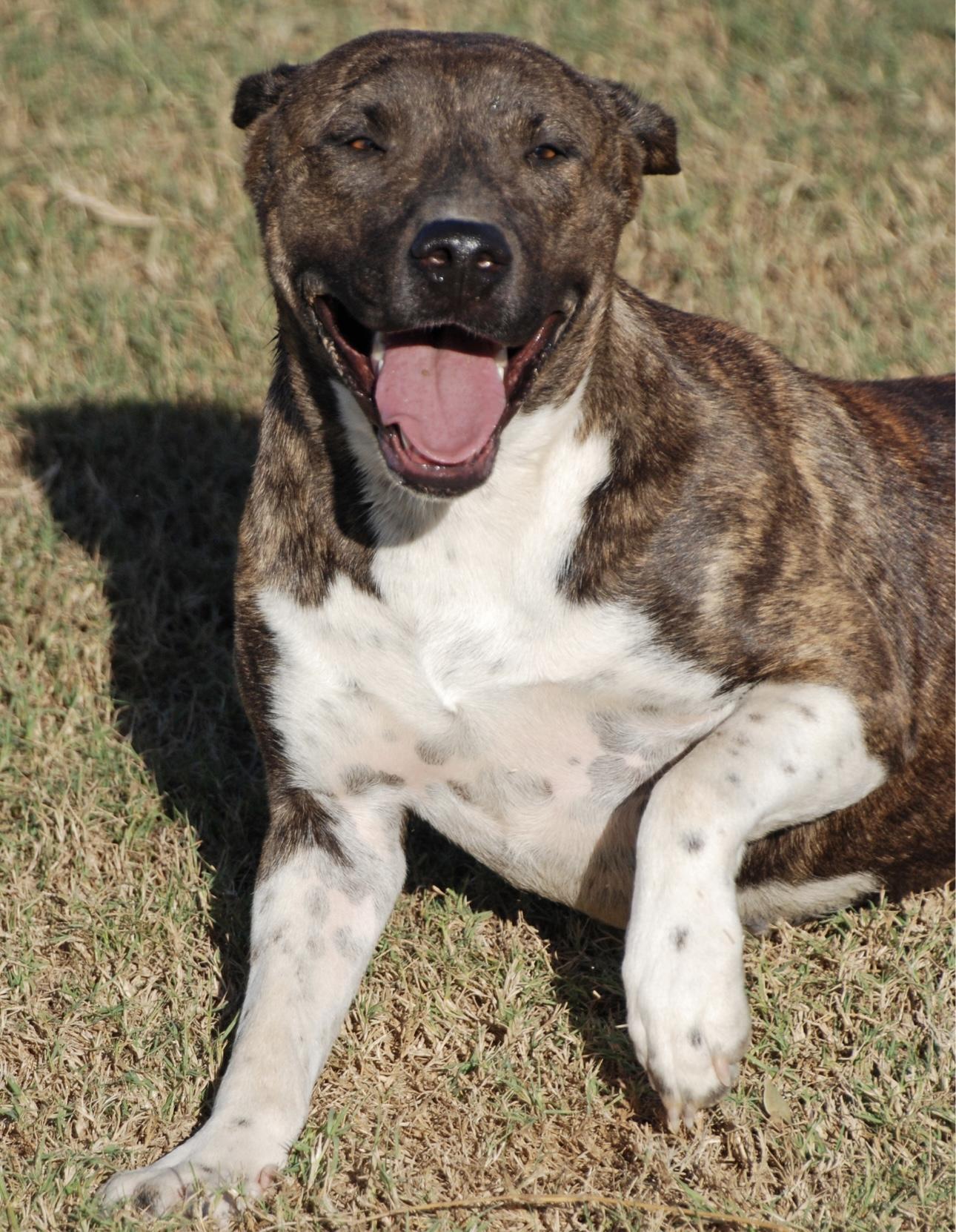 Enlarge Star, a Adoptable mixed breed in Madisonville, TX image 2/5