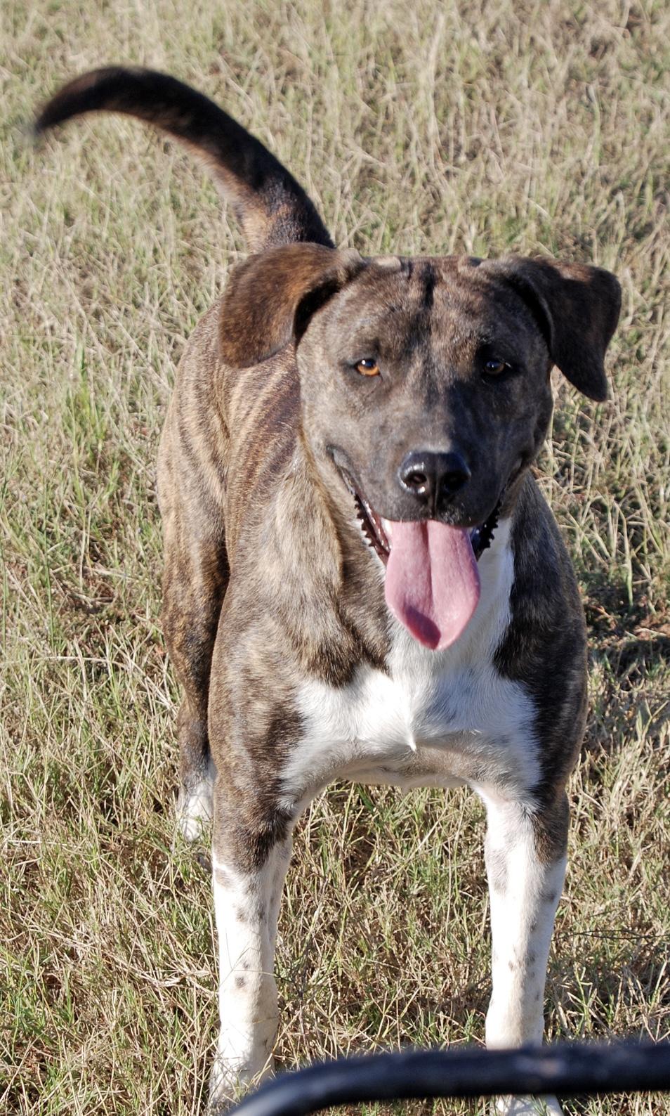 Enlarge Star, a Adoptable mixed breed in Madisonville, TX image 3/5