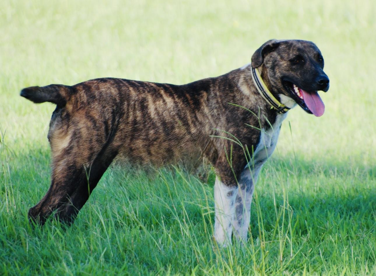 Enlarge Star, a Adoptable mixed breed in Madisonville, TX image 4/5