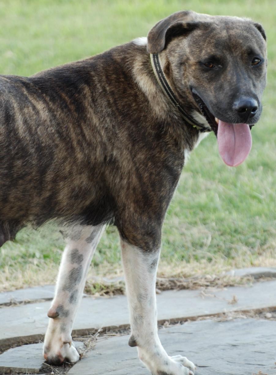 Enlarge Star, a Adoptable mixed breed in Madisonville, TX image 5/5