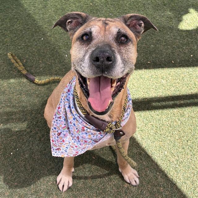 NANA, Adoptable, Adult Female Labrador Retriever & Mixed Breed.