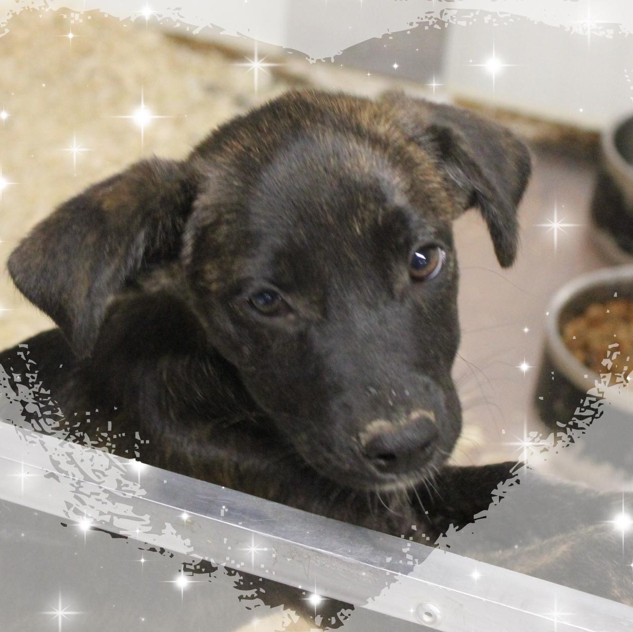 Cassidy, a ADOPTABLE Mixed Breed in Amelia, OH image 1/2