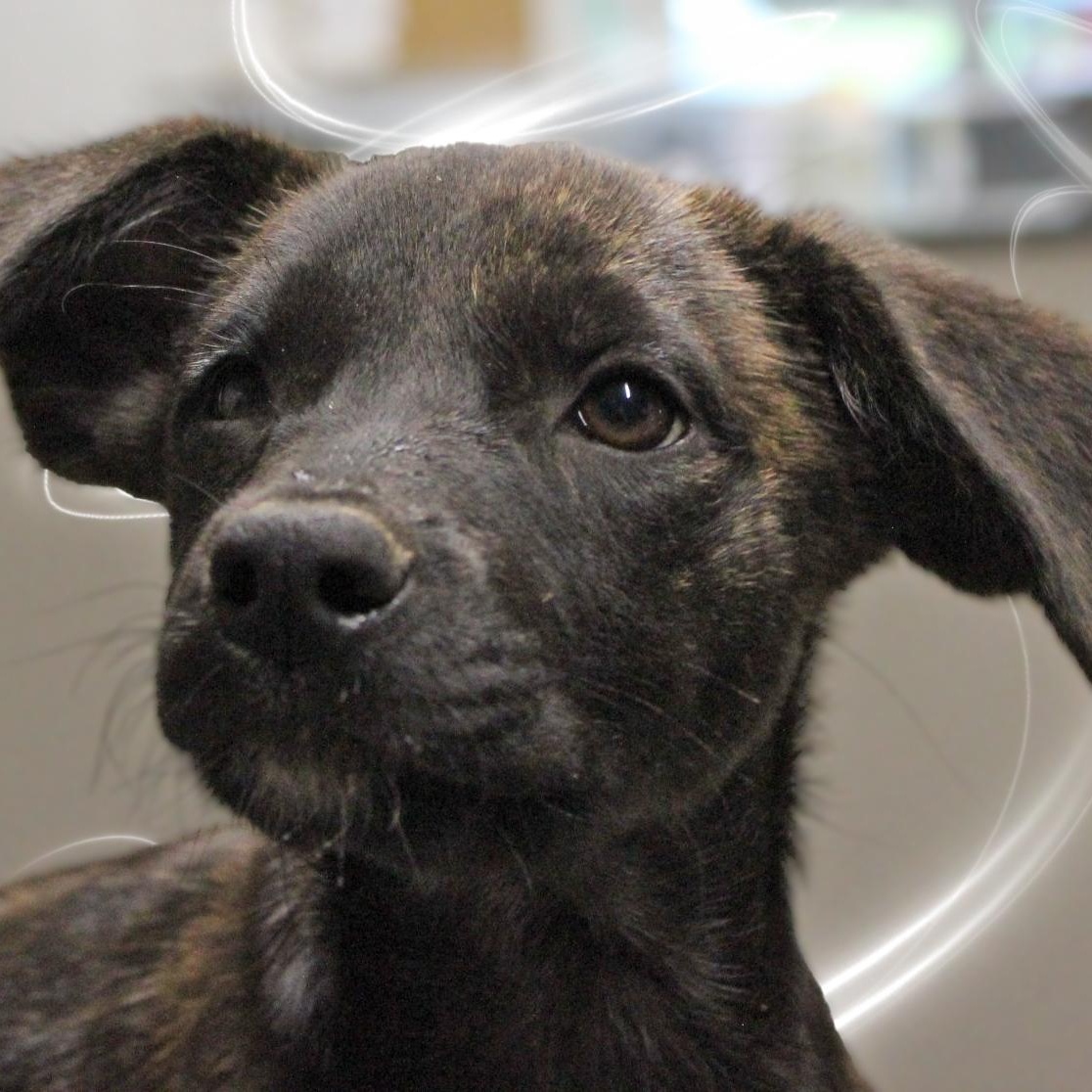 Cassidy, a ADOPTABLE Mixed Breed in Amelia, OH image 2/2