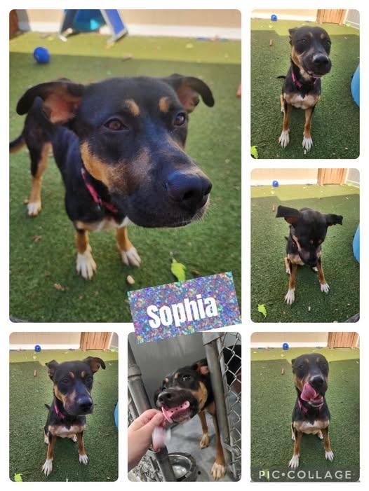 Sophia, Adoptable, Adult Female German Shepherd Dog.