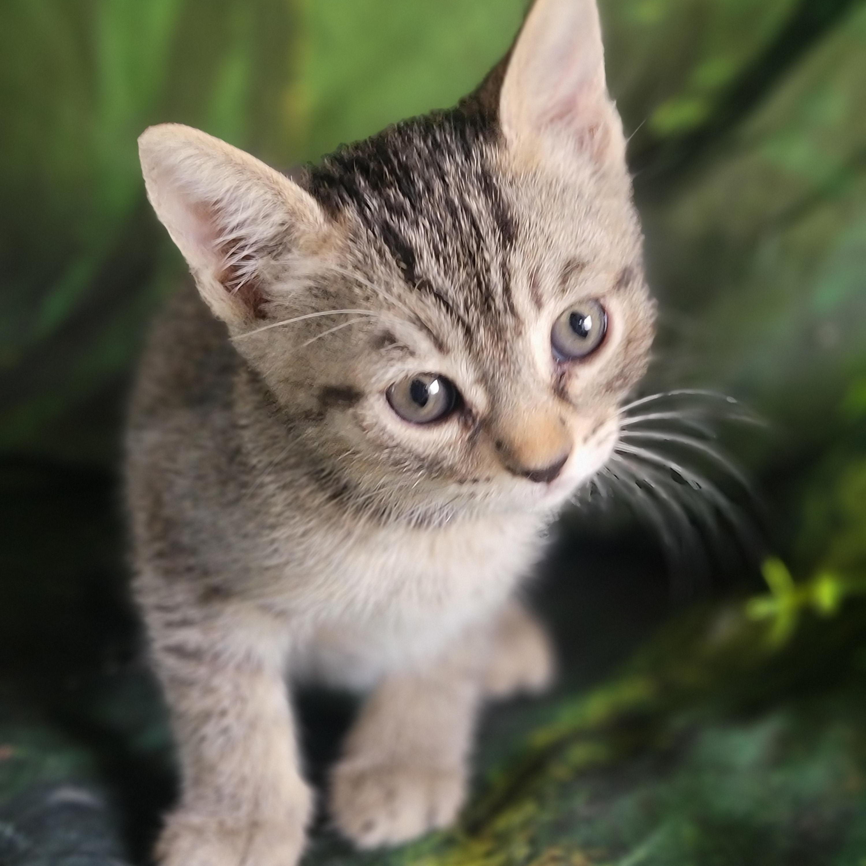 Lil, a ADOPTABLE Domestic Short Hair in Washoe Valley, NV image 2/2