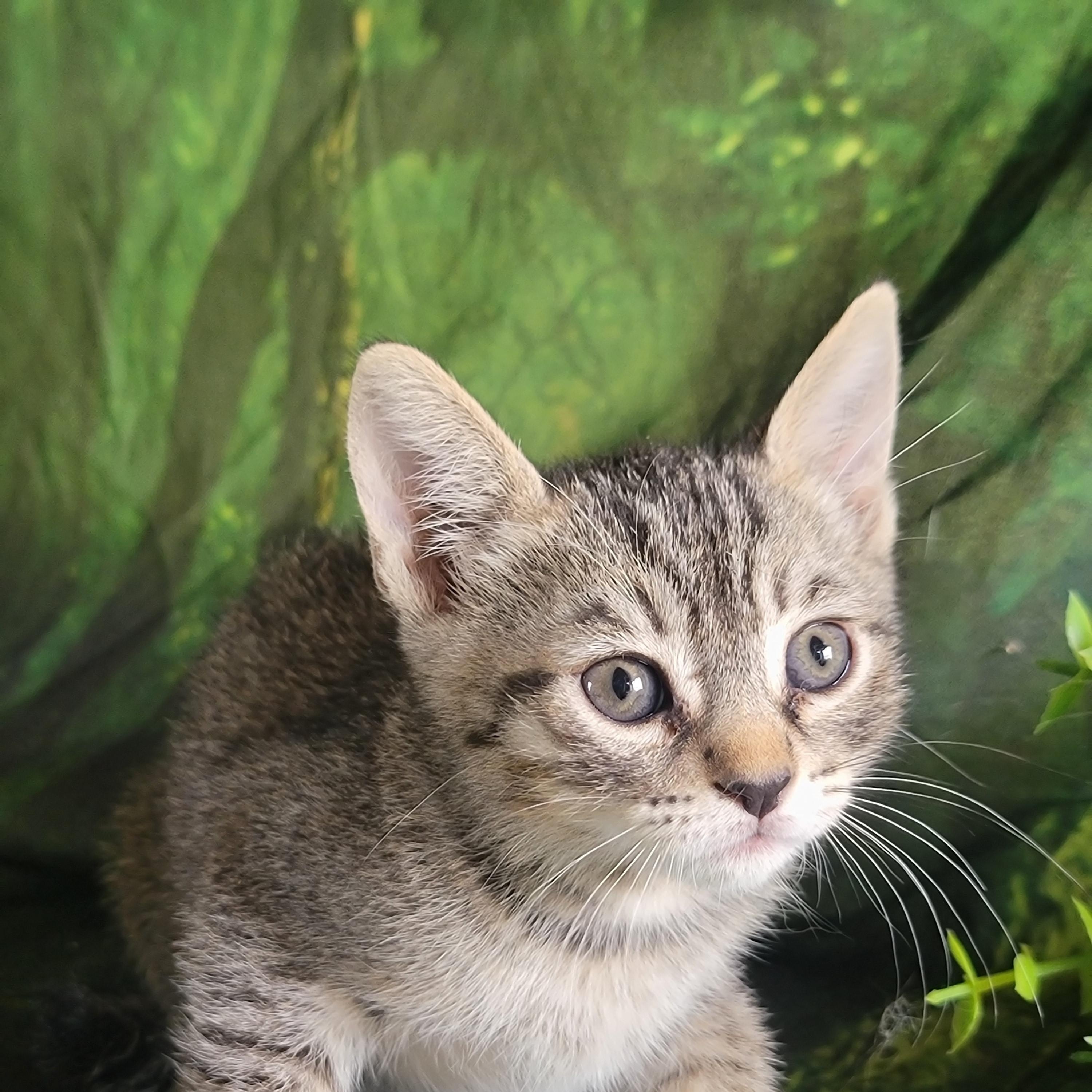 Lil, ADOPTABLE, Kitten Female Domestic Short Hair.