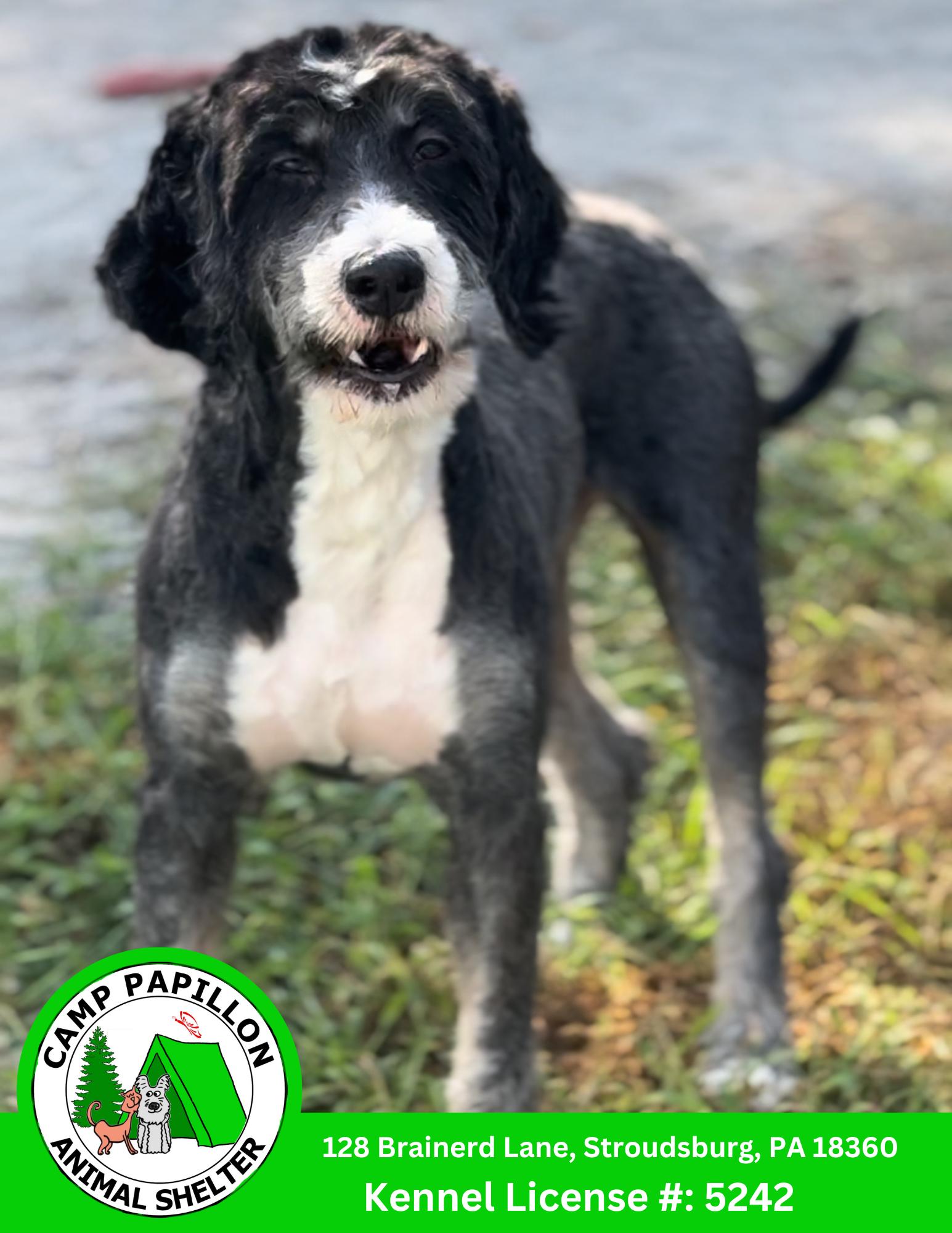 Enlarge Quinn, a Adopted mixed breed in Stroudsburg, PA image 1/1