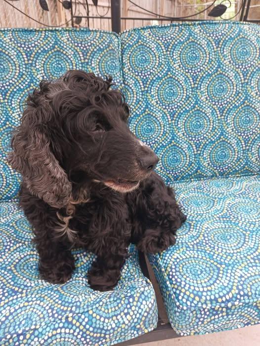 Flowe -Adopted, adopted, Young Female Cocker Spaniel.