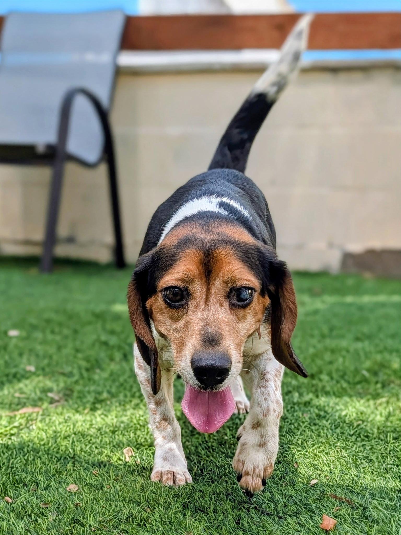 Enlarge Thelma III, a Adoptable Beagle in Tampa, FL image 3/3