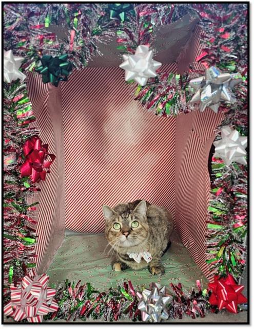 CAYENNE, Adoptable, Young Female Domestic Short Hair.