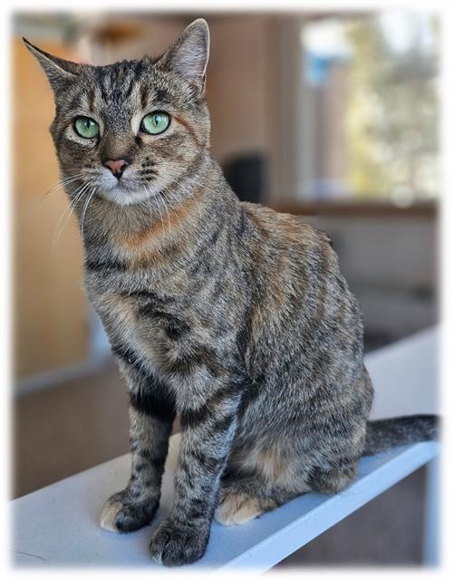 CAYENNE, Adoptable, Young Female Domestic Short Hair.