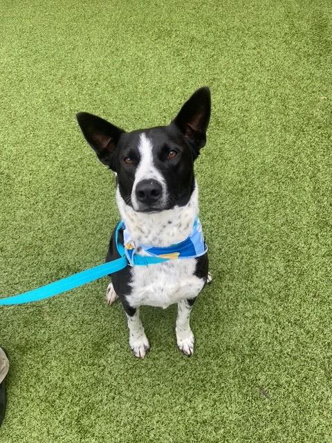 Enlarge January , a ADOPTABLE mixed breed in Fayetteville, AR image 5/5