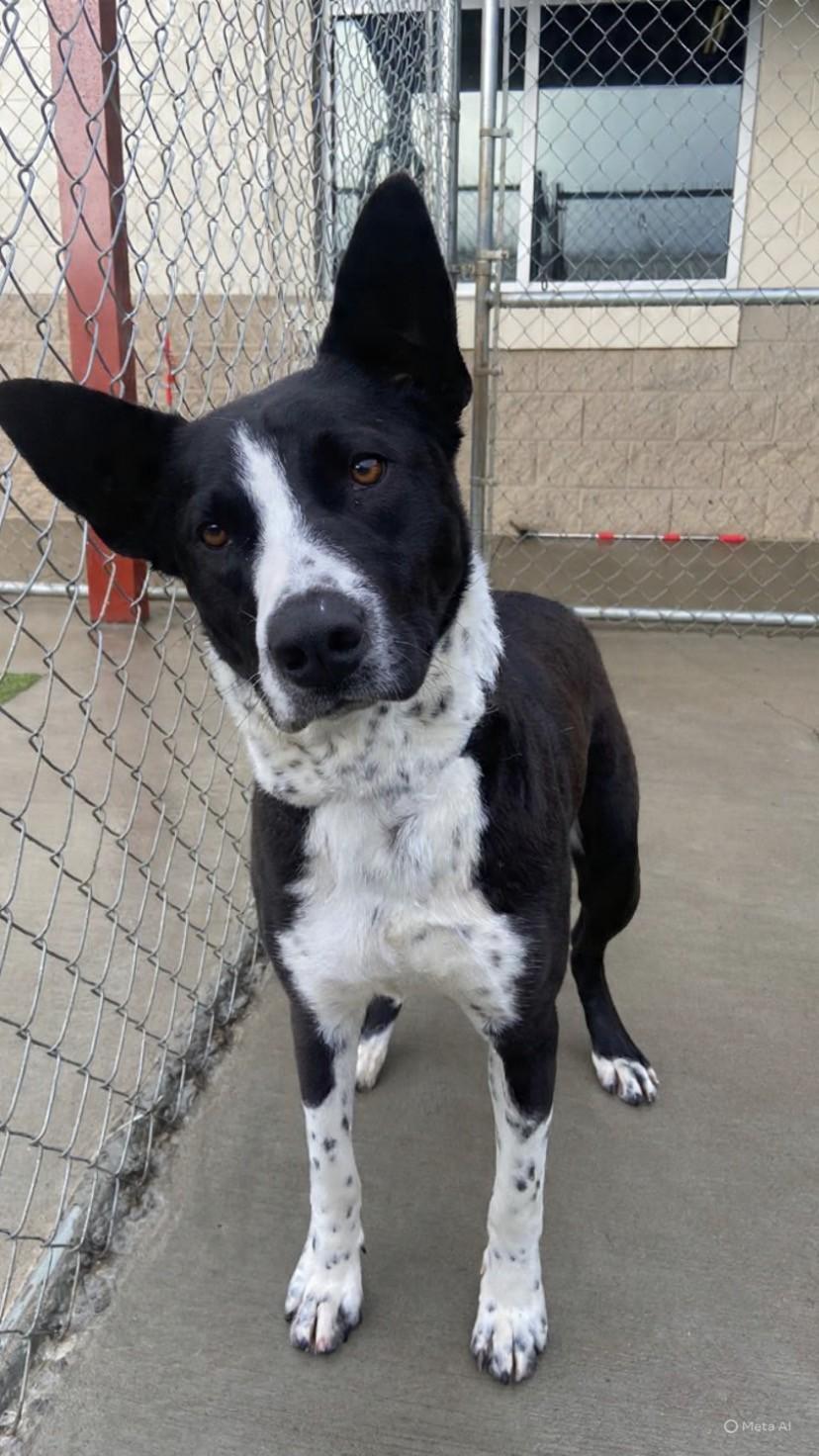 Enlarge January , a ADOPTABLE mixed breed in Fayetteville, AR image 2/5