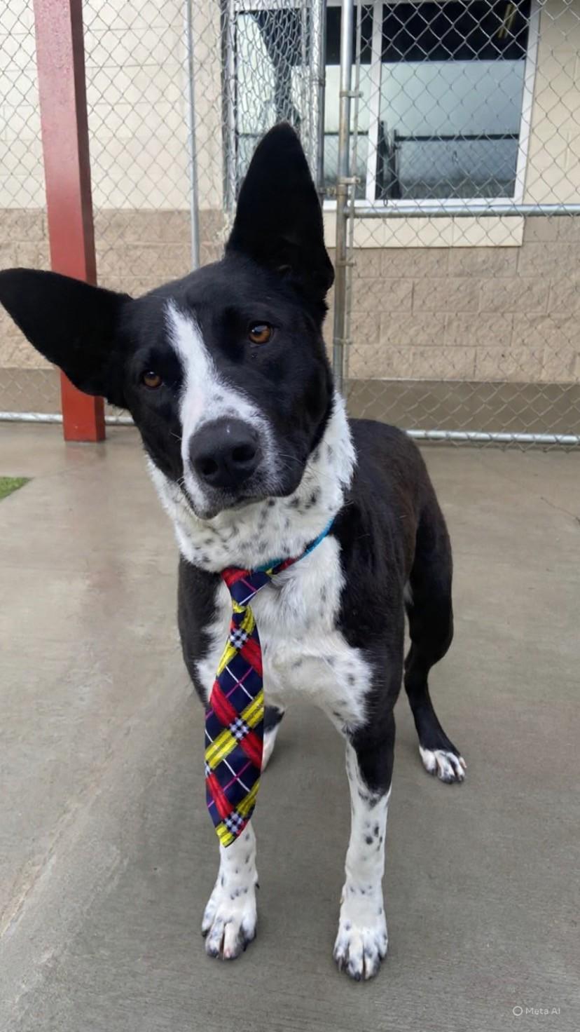 Enlarge January , a ADOPTABLE mixed breed in Fayetteville, AR image 1/5