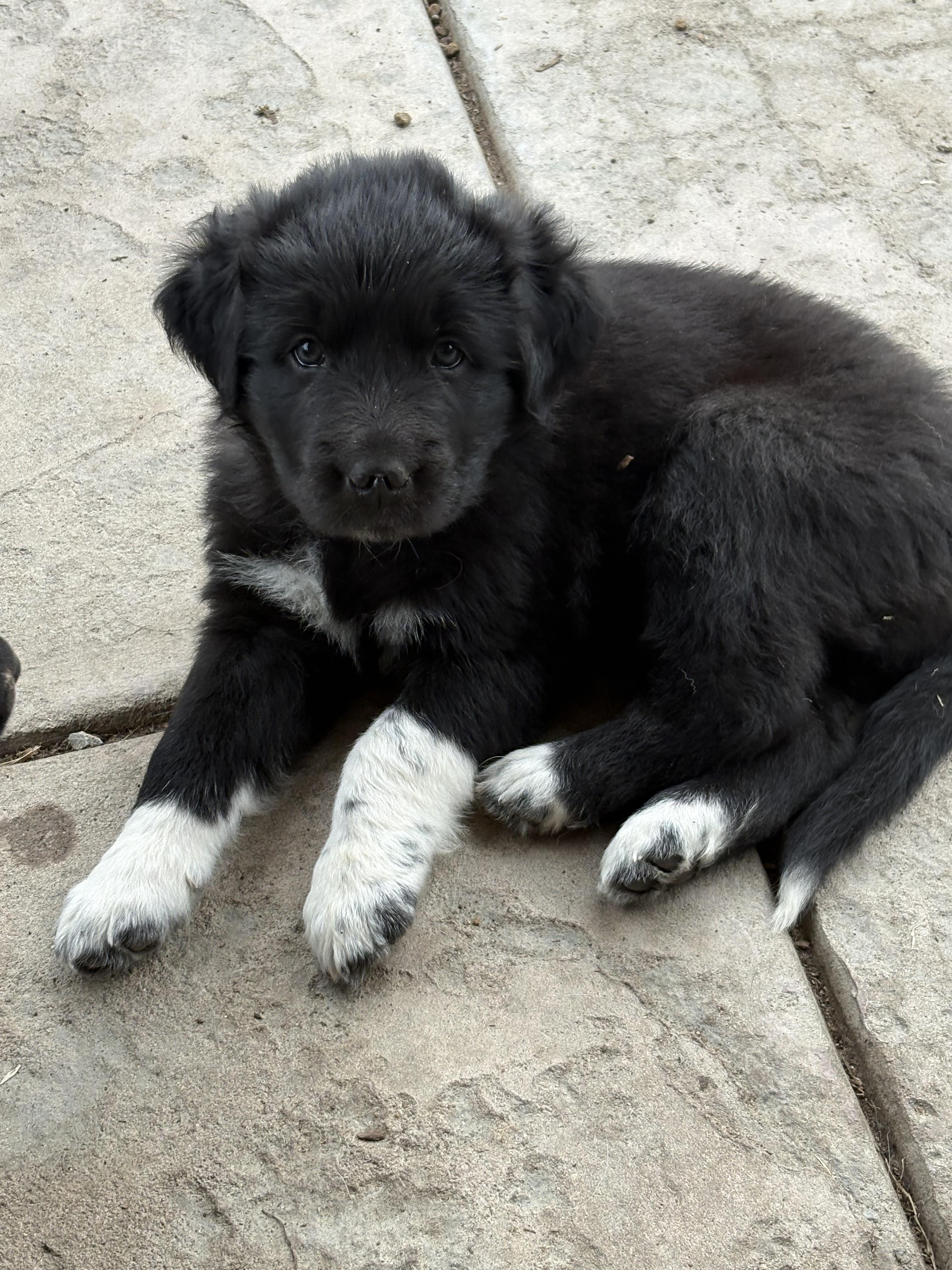Vera, Adopted, Young Female German Shepherd Dog & Great Pyrenees.
