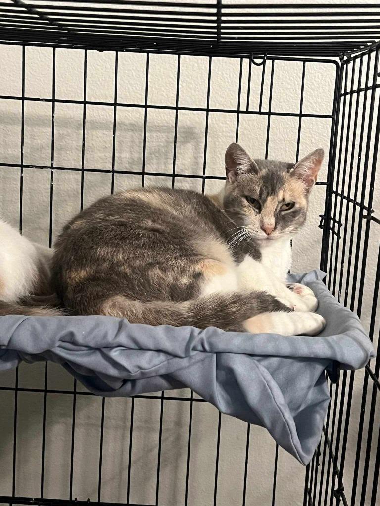 Diamond, Adopted, Adult Female Domestic Short Hair.