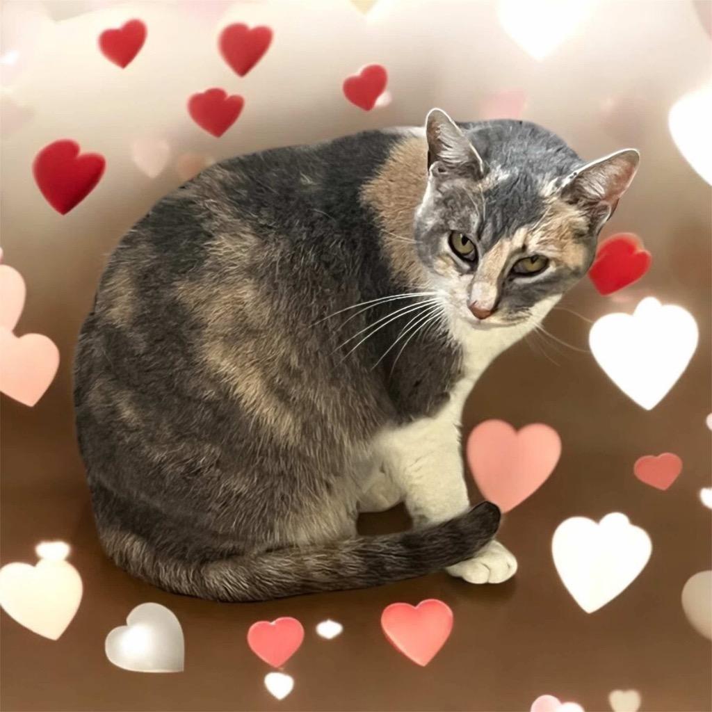 Diamond, a Adopted mixed breed in Richland Hills, TX image 2/2