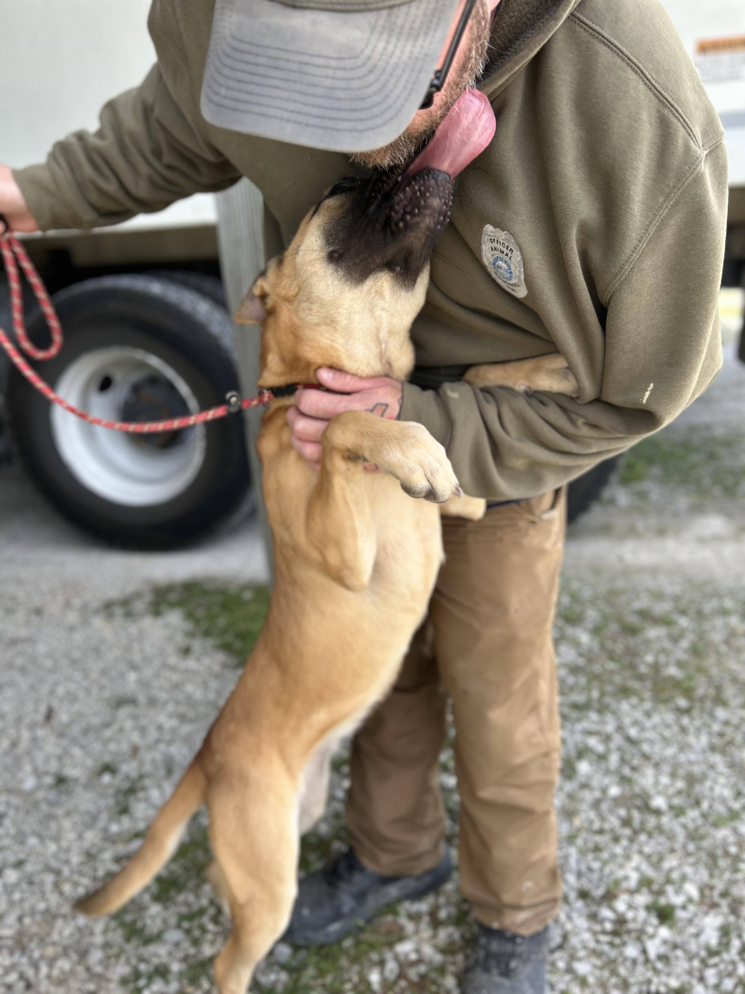 Enlarge Maple, an adopted mixed breed in Manchester, TN image 3/3