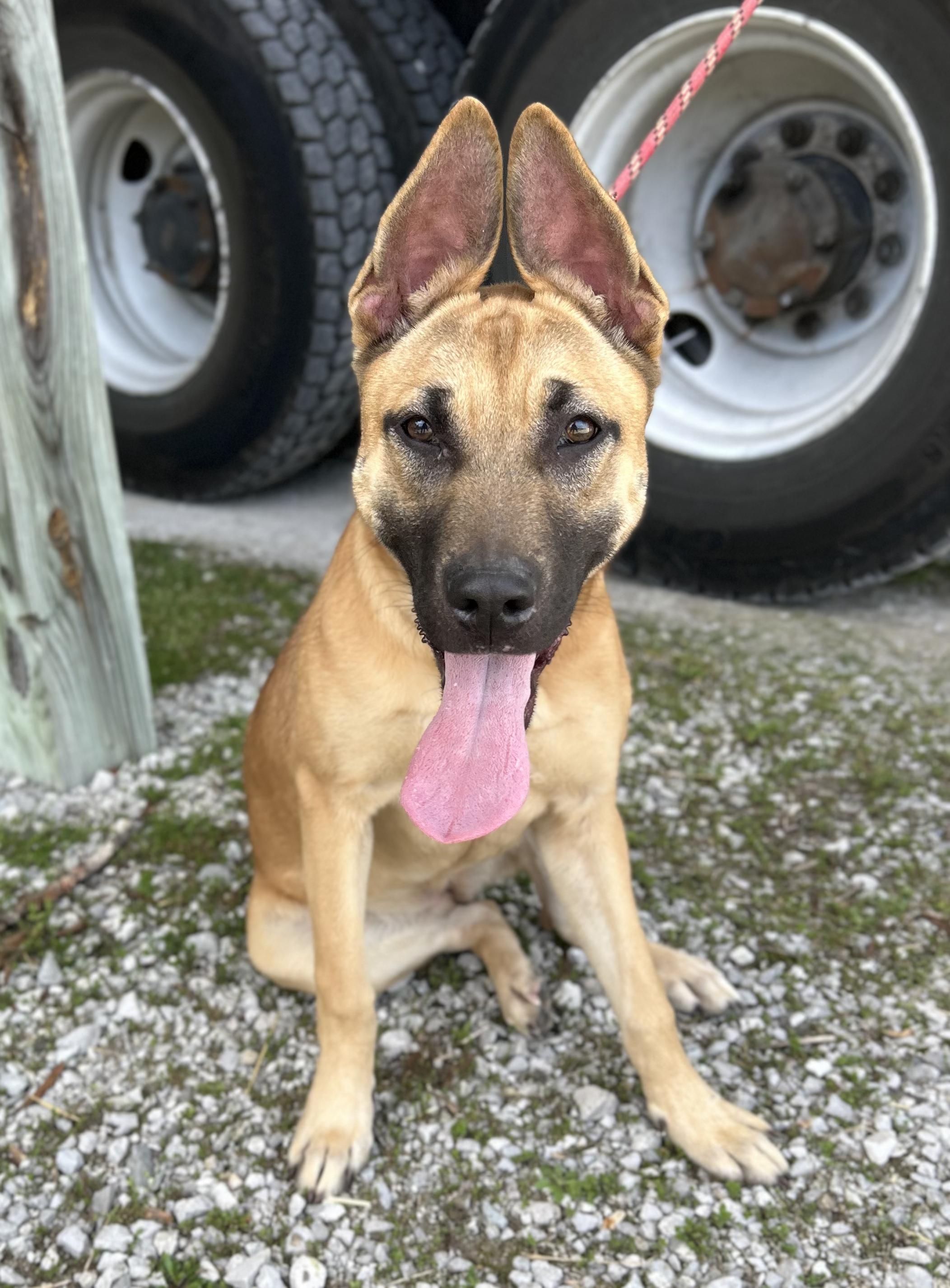 Maple, adopted, Puppy Female Shepherd.